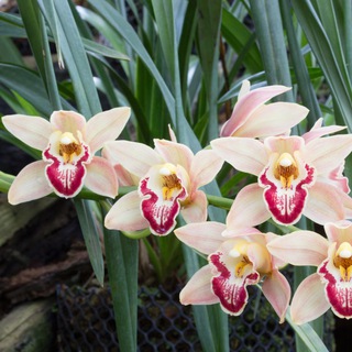 Растительный Рай 🌼