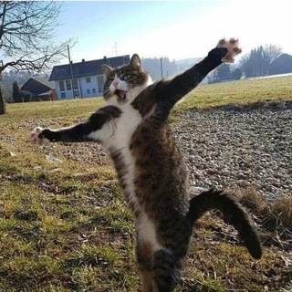 Мохнатые Растопырки 🐾 Смешные видео с животными