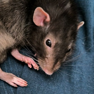 Крысиные посиделки