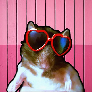 Крыса на шопинге