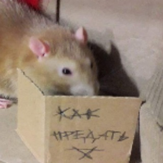 Крысичный upграунд