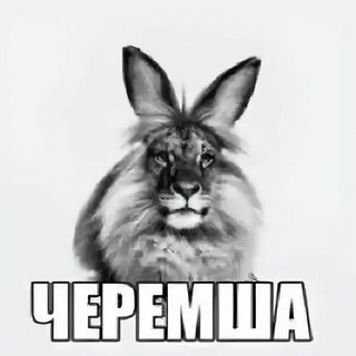 🍷Ray's broadcasting🐈‍⬛️ [АРХИВ]