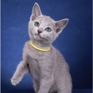 razdolie_russianblue