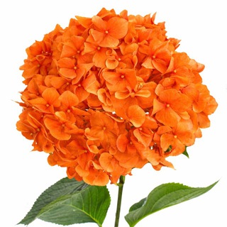 пахнет претензией