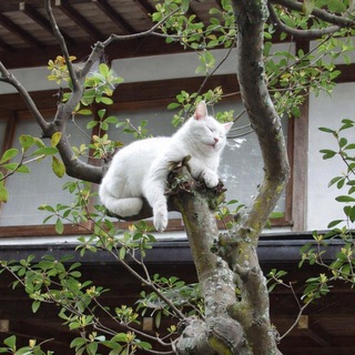 référence головного мозга