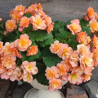 Бегонии "Элатиор" и не только