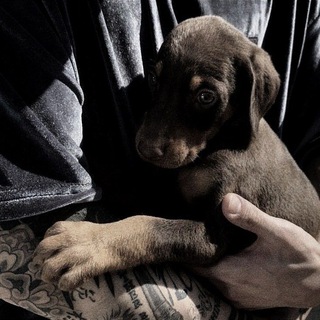 borgata & волчата.