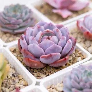 RelaxationSucculents MR