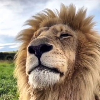 Удивительный мир