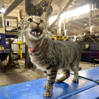 Вася в троллейбАсе