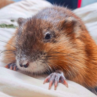 Усатые ластоногие