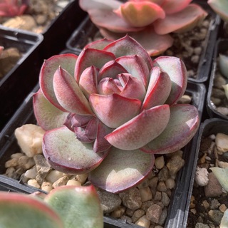 Суккулентная кондитерская🩵