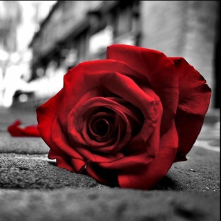 Романтика - музыка ты и я! Romance- muzic,you and me!!!!