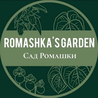 🌿Romashka plants🌿