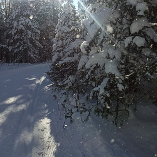 Лыжные гонки в Академгородке