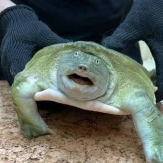 Море чая🌱❄️