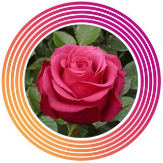 Саженцы Роз,розы,растения,ОКС,цветы🌹😍