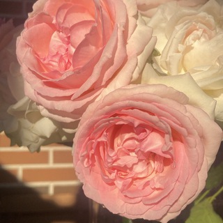 RosesCentre/СадСокровищ