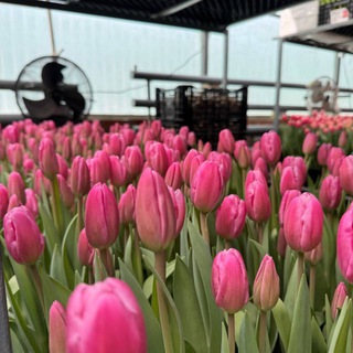 Тюльпаны к 8 марта