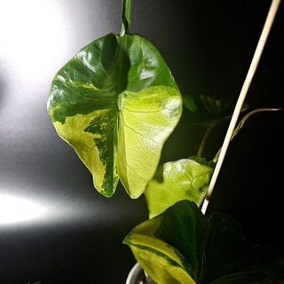 Росточки в горшочках