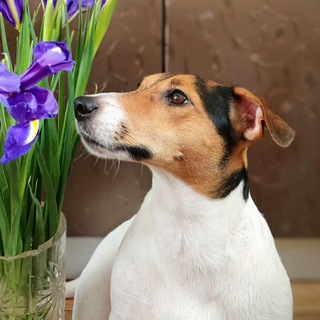 Рокси - супер стар! 🐶