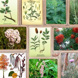 Роза Ветров. Фитотерапия, лекарственные травы