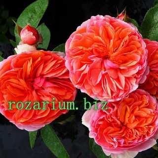 Питомник Роз Полины Козловой