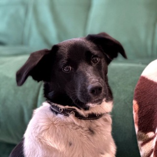 Три по четыре 👱🏻‍♀🐕‍🦺🐈