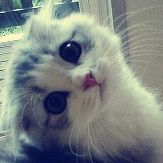 коты лучшие ッ