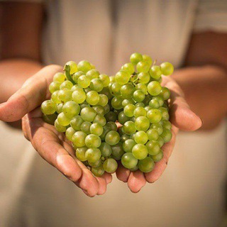 Веселый организатор винных путешествий🍷