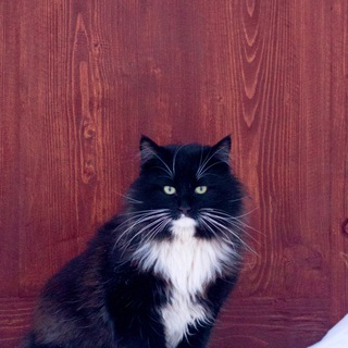 Русские котики