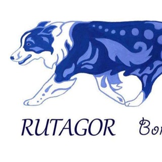 Рутагор. Питомник бордер колли