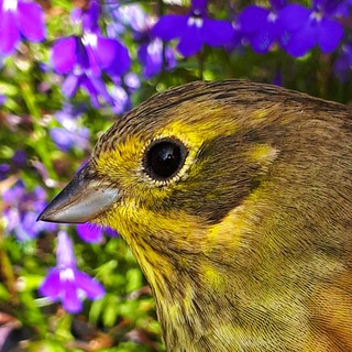 Разговоры о птичках. И не только.
