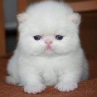 котячий сад пуговки