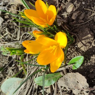 Сад с характером