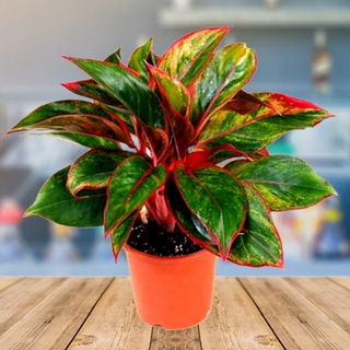 САД на ОКНЕ