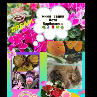 Мини ☘садик Кота Барбоскина🪴