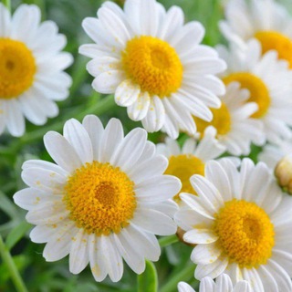 САД ❤️ КУЗНЕЦОВЫХ