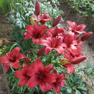 Календарь🏡садовода 2023 / дачный дауншифтинг