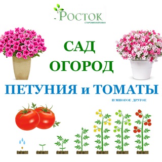 ПЕТУНИЯ и ТОМАТЫ