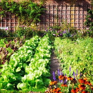 Сад и огород