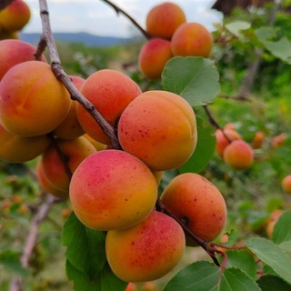 Садоводство☘