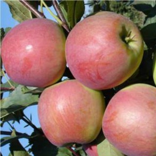 Садоводы Марий Эл