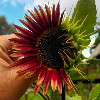 "Садовый Код".Мини-питомник рассады,многолетних и однолетних растений.