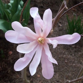 Сад под Петербургом