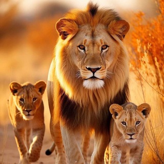 Сафари 🦁Safari