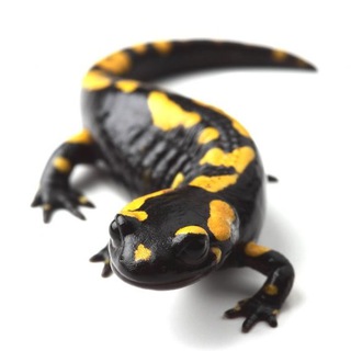 Саламандры. Международное движение сатанизма: официальный канал