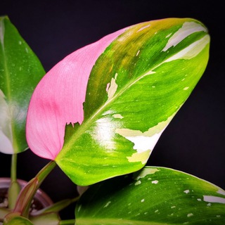 Продажа растений СПб от ks.plants