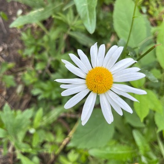 Гедонистка-журналистка