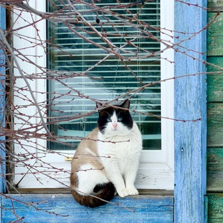 Самаракотическая